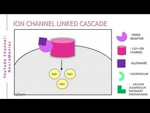 NEUROSCIENCE - SIGNAL TRANSDUCTION CASCADE WITH EXAMPLES