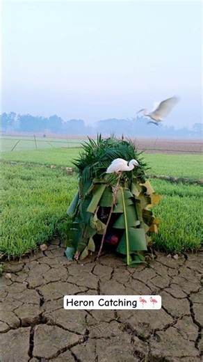 Heron Hunting 🕊️🕊️🕊️ #birds