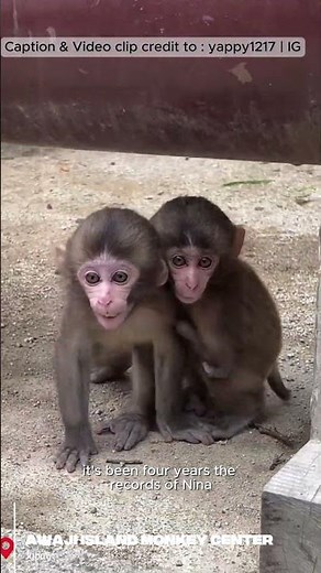 🐒Nina, a Japanese Macaques at awaji Island monkey center | Happy 4th Birthday Nina