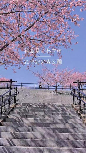 福島の春：いわき市の河津桜