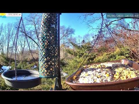 Bird Feeder Cam| 24/7 Backyard BirdWatching | for Relaxation/For Cats