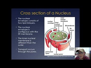 Molecular Cell Biology Lecture 16, Part B; Membranes, Secretory Pathway, and Nuclear Transport