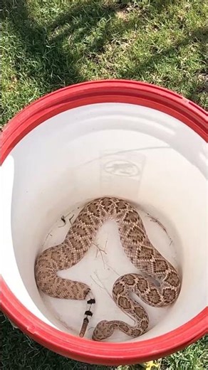 Super Pregnant Rattlesnake
