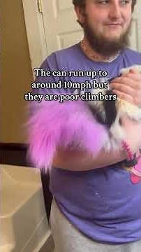 Cool facts about skunks!