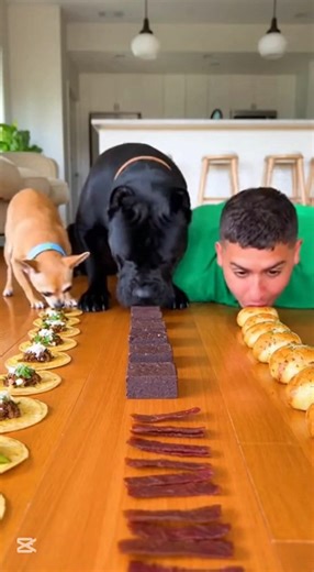 We Did a CRAZY Food Race… Chihuahua Won?! 🤣(Must Watch)* #foryou #funny #cat#Chihuahua#fyp#viral#dog