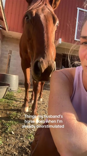 #horsegirl #overstimulated #quarterhorse #fyp #horses | quarter horse