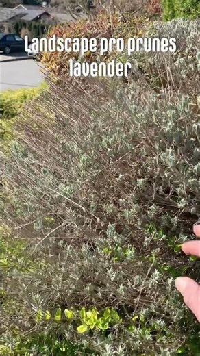 How to deadhead lavender #lavender #redsealvas #landscaper #gardening #garden #plants