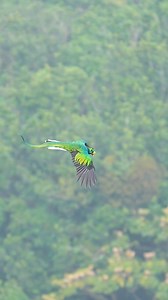 2.9M views · 55K reactions | Sitting high in the lush, vibrant...