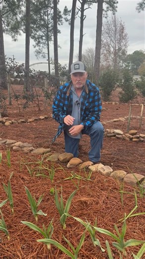 Fertilizing your garlic the right way! Give it the nutrients is needs for bigger harvests. #garlic #fertilizing #growhoss #growyourownfood | Hoss