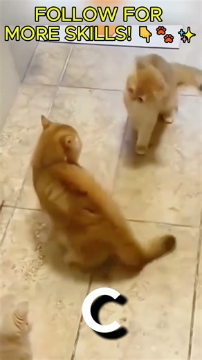 POV: You entered the Forbidden Temple of Ninja Cats! 🐱⚔️🔥 #Shorts #usa #petvlog #cat #funnycat