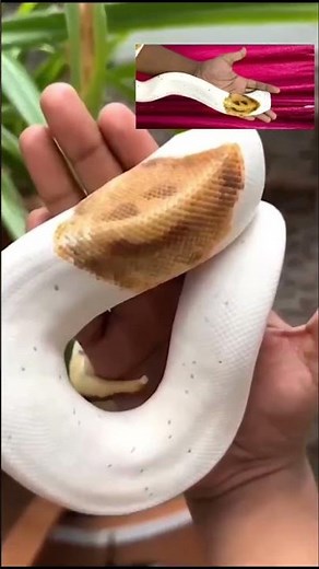 Albino Ball Python Morphs 🐍✨ | सोन्याच्या सापांची दुनिया! 😍 #theramaway