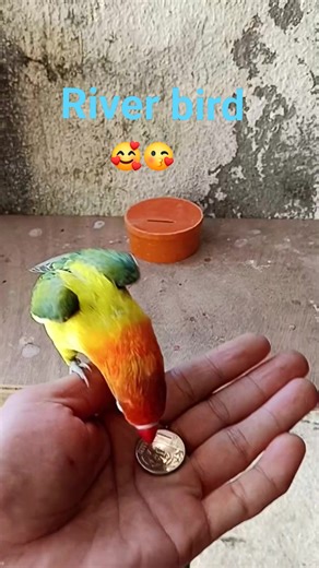 RiveBird.❤️🥰😘 #jbirdtv #birdshow #show #jayz #lovebird #birdtricks #happy #handfeed #parot | J BIRD TV