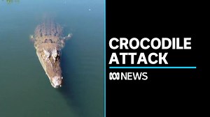 See the moment a crocodile attacks an ABC drone