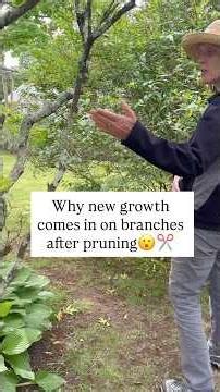 Why There Is New Growth Along Branches After Pruning