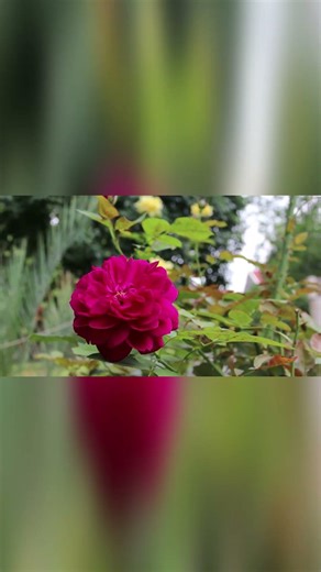 Grüße aus Rumänien an unsere Freunde in Deutschland! 🇩🇪🌞 13. Januar – Tag der freundlichen Grüße 🤗✨