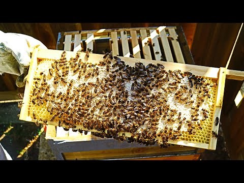 How To Encourage Your Bees To Draw Out Comb on Honey Super Frames with Wax Foundation Beekeeping UK.