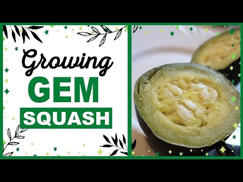 Growing Gem Squash: Underrated Squash Variety | Best Tasting Squash!
