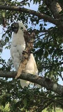 Ever see a cockatoo destroy a tree branch? (Well, part of a tree branch...)