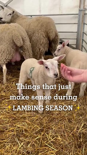 Piglets Adventure Farm on Reels