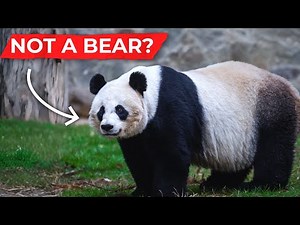 The Evolution of the Panda