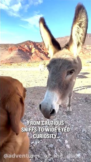 Unexpected Visitors! Burros Say Hello to Our Pup 😳🐴🐶