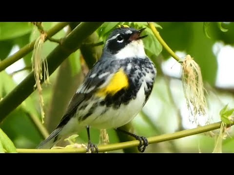 Yellow rumped warbler bird call / song / sound