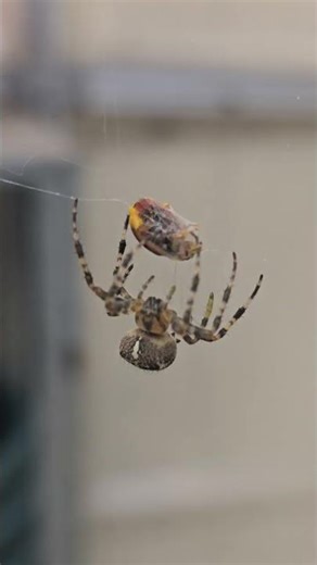 garden spider eating a ladybug #spiders #bugs #wildlife #wildlifephotography #insects