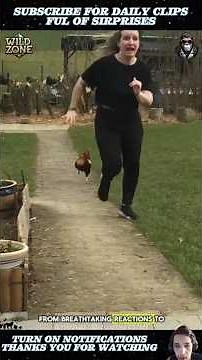 20 Epic Animal Clips You Can’t Miss! 🐾🔥