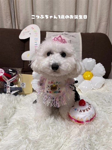 こつぶちゃん、1歳になりました☺️ お誕生日はねーたんと一緒に京都嵐山、運命の出会いをしたペットショップに遊びに行き、お家でお誕生日会をしました🎉#白プー #こつぶっこ #1歳#お誕生日 #おめでとう