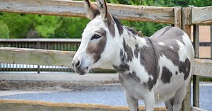 Two miniature donkeys make their Superbowl pick at the Maryland Zoo