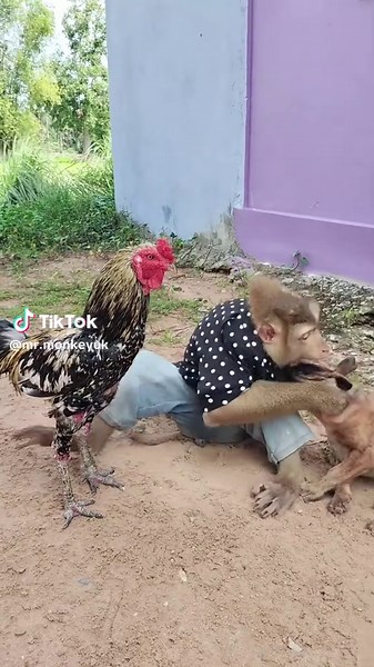 Mr. Monkey: Hilarious Fight with Baby Dog & Rooster