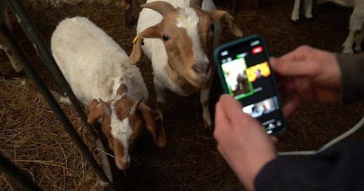 How farm animals began "goat-crashing" Zoom