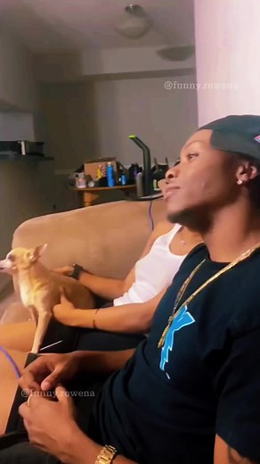 Funny Pets Reactions: Scared Dog and Playful Cats