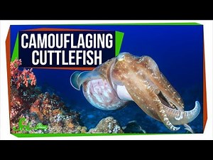 Colorfully Camouflaging Cuttlefish Are Colorblind