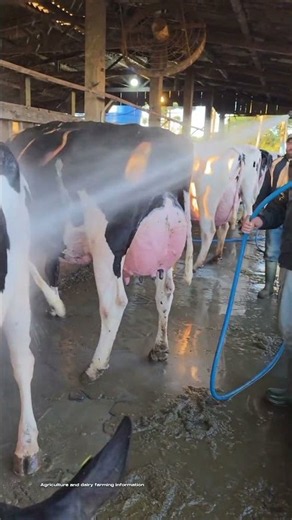 Holstein Cow During the Milking Process
