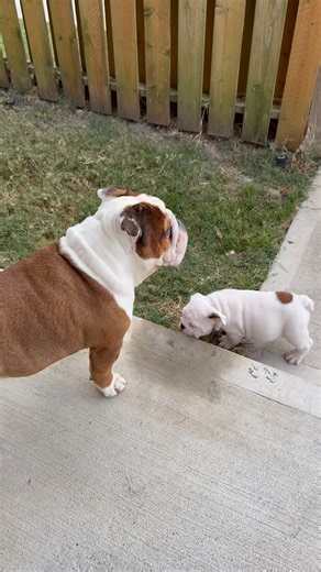 YAY FINN & MILO 🥰 a win for Finn, it was his first babysitting job, a win for Milo for waiting too pee and poo poo until i got back 🥲 & yes, i crate train.. ALL my dogs. 🐶 . . #englishbulldog #dogmom #bulldogs #dogreels #cratetraining #bulldog #puppy #englishbulldoglover #puppytraining | Bentley & Finn