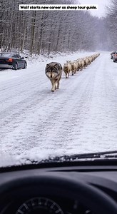 When the wolf said “trust me,” and they actually did. 😂 🎥 Generated with AI just for family entertainment. The story might be inspired by true events, but some parts were creatively adapted. | Animal Soul