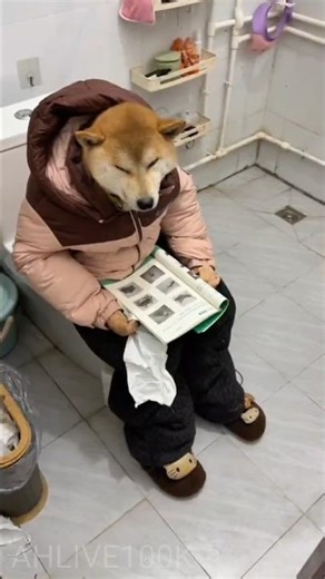 dog go to toilet #viral #ternding #shortsvideo #funnyshorts ##roasting