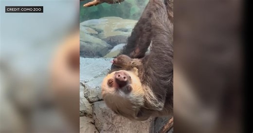 Sloth unexpectedly gives birth to baby in front visitors at Minnesota zoo