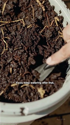 3 Signs You’re Overwatering Your Plants 🌿 #garden #beginnergardening #plants