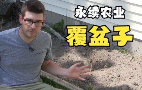 如何种植覆盆子， 完整的种植指南