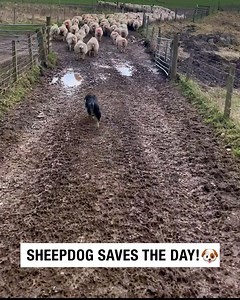 Sheepdog saves the day! 🐶 | Sean The Sheepman