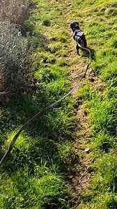 Le teckel « ultra-dominant » : une simple peur ou une vraie agressivité ? Rencontre avec un Malinois Dans cette vidéo, découvrez la rencontre inattendue entre un teckel réputé « ultra-dominant » et un malinois. Son propriétaire est convaincu que son chien est agressif avec ses congénères. Mais qu'en est-il réellement ? S'agit-il d'une simple peur, d'un manque de socialisation ou d'autre chose ? Regardez le court pour comprendre le comportement de ce teckel, et découvrez quelques conseils pour mi