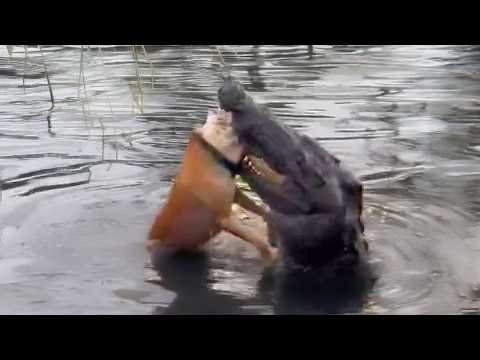 The pitbull attacked death unknowingly.