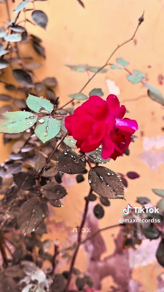 Village Life in Larkana: A Glimpse of Sindh Culture