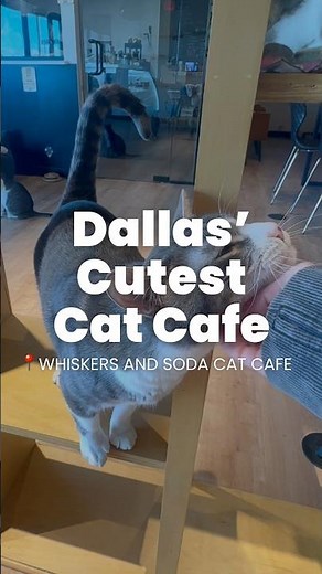 I visited the ONLY cat café in Dallas! | Whiskers and Soda Café