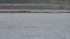 43K views · 750 reactions | Bottlenose Dolphin passing through Scarborough North Bay this morning | Scarborough Porpoise | Facebook