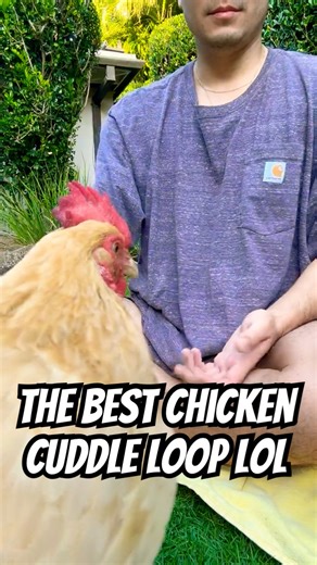 🐔💛 BEST LOOP: Goosey, my chicken, leaps for cuddles...