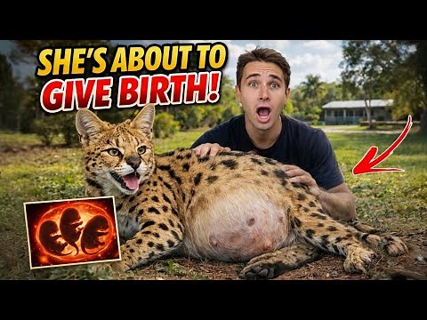 My AFRICAN WILDCAT is ABOUT TO GIVE BIRTH!!