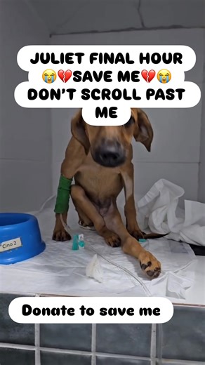 💔 MEET JULIET — 48 HOURS LEFT TO LIVE 💔 Juliet is scheduled for euthanasia in 48 hours. She is sick. She is alone. And she is running out of time. Juliet is currently hospitalized in complete isolation after being diagnosed with advanced canine distemper with severe neurological and orthopedic complications — a devastating disease that attacks the nervous system, causes intense pain, weakness, tremors, paralysis, and progressive organ failure. She cannot be around other dogs. No other facility